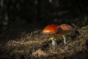 Amanita muscaria en su hábitat natural el pinar de coníferas
