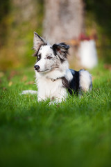 Junger Border Collie