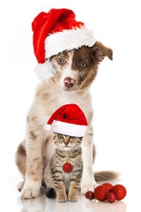 Hund und Katze an Weihnachten