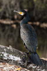 Kormoran