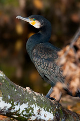 Kormoran
