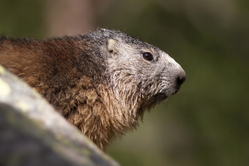 Curious marmot portrait