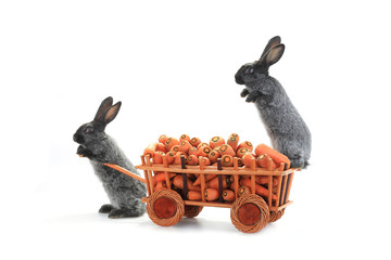 gray rabbits