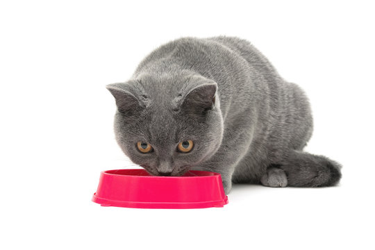 gray scottish cat eats food from a pink bowl on a white backgrou