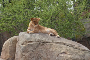 Fototapeta premium Lioness