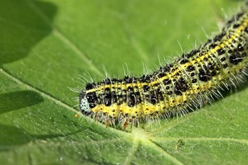 Raupe des Großen Kohlweißlings auf Kapuzinerkresse