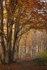 Autunno nella riserva naturale del Monte San Vicino, Marche