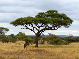 Gnu unter Schirm Akazie Tarangire Nationalpark Tansania