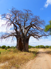 Fototapeta na wymiar Afrikanischer Affenbrotbaum (Adansonia digitata) Baobab