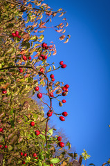 Ripe hawthorn in autumn on the background of blue sky