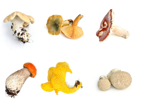 Different mushrooms on white background