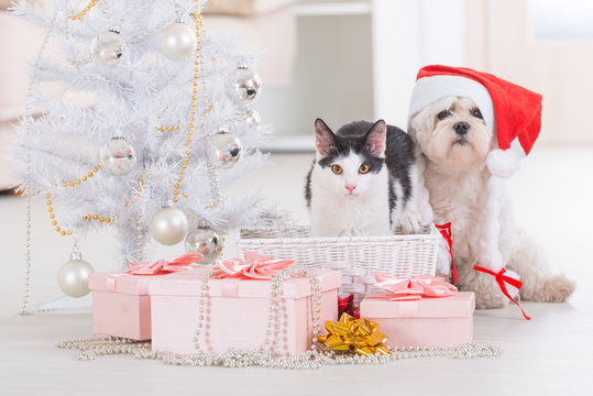 Cat And Dog With Gifts Stock Photo - Download Image Now - Gift