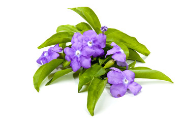 Flowers and Leaves of the Yesterday, Today and Tomorrow Plant