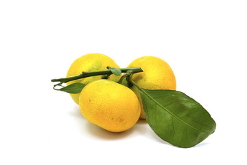 Ripe tangerines with green leaves on branch