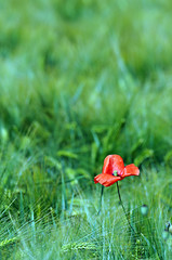 leuchtend rote Mohnblume im Getreidefeld