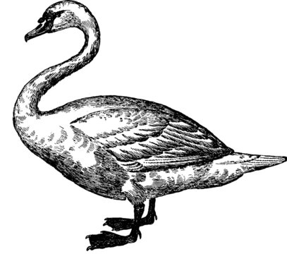 Vintage image bird swan