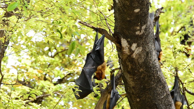 Bat hanging on a tree branch, Black flying-fox. HD