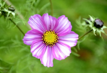 Obraz premium Cosmos flower and green leaves