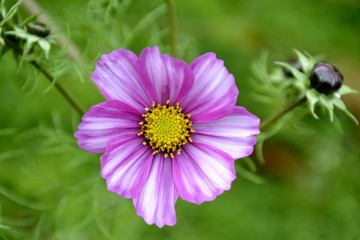 Cosmos flower and green leaves