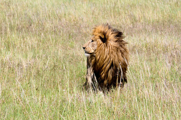 Lion in Serengeti National Park, Tanzania, East-Africa