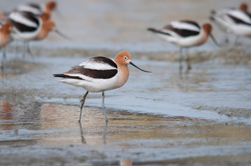 American Avocets