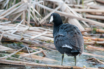 American Coot