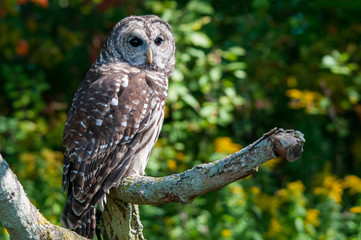 Barred Owl