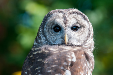 Barred Owl