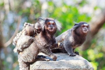 The common marmoset (Callithrix jacchus) White-eared monkey fami