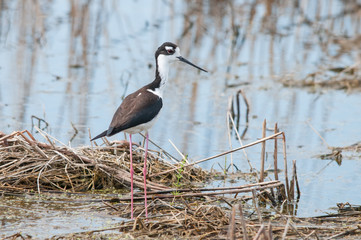 Black-necked Stilt