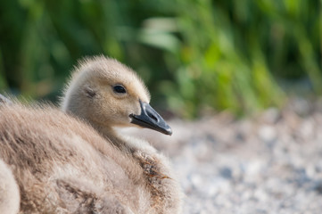Canada Goose Gosling