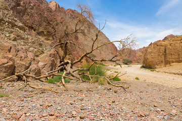 Ramose tree inside desert canyon. 