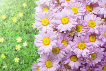 pink chrysanthemum in the garden with flare