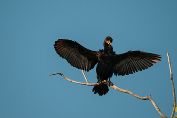 Double-crested Cormorant
