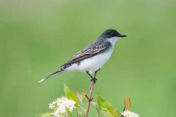 Eastern Kingbird