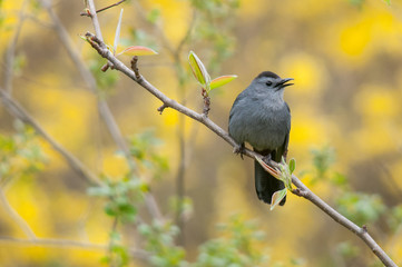 Gray Catbird