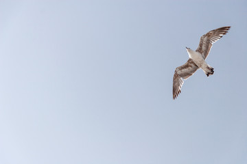 Obraz premium Sea gull in the sky