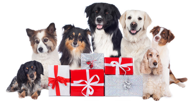 Hundegruppe mit Geschenken