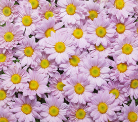 Pink Chrysanthemum background