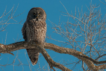 Great Gray Owl