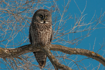 Obraz premium Great Gray Owl