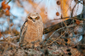 Great Horned Owlet