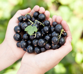 Black currants is in the child's hands.