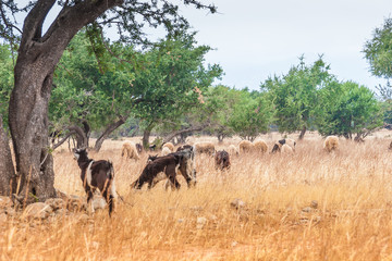Fototapeta na wymiar Morrocan goats in the field