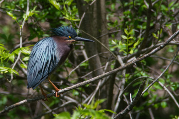 Green Heron
