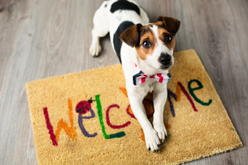 Cute dog posing on the carpet - obrazy, fototapety, plakaty