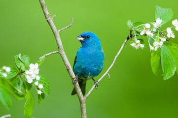 Indigo Bunting
