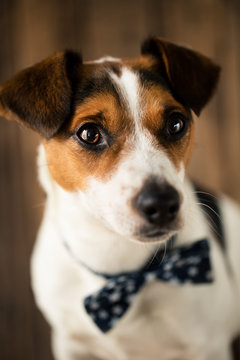 Cute dog with stylish butterfly tie posing for the photo