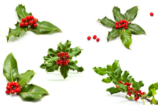 Isolated Holly Branch and Red Berries