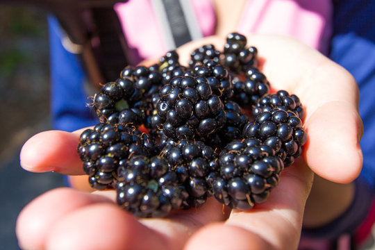 Blackberries hand.